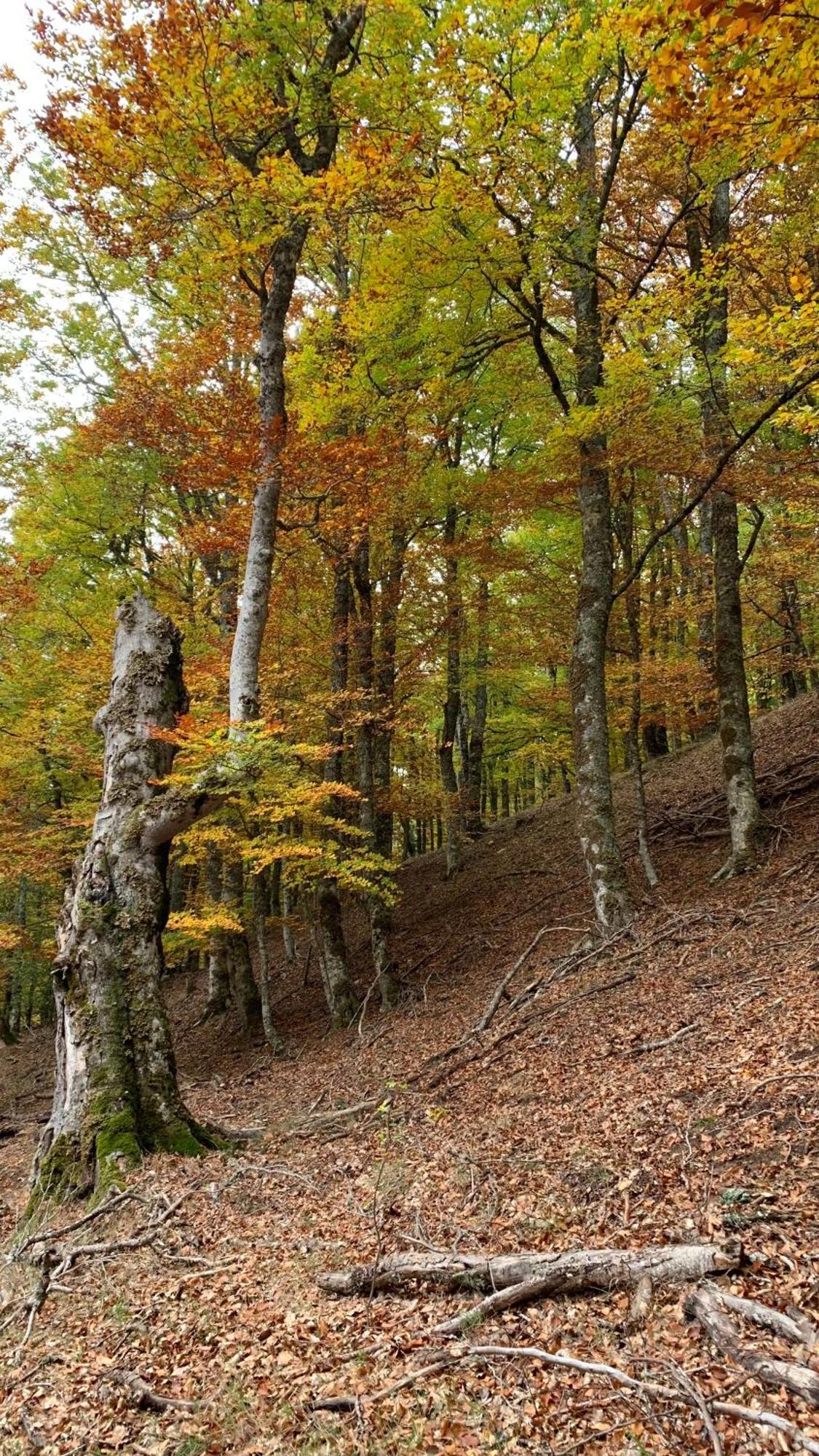 Al Viento, Alojamiento & Turismo Rural Pradena Del Rincon エクステリア 写真