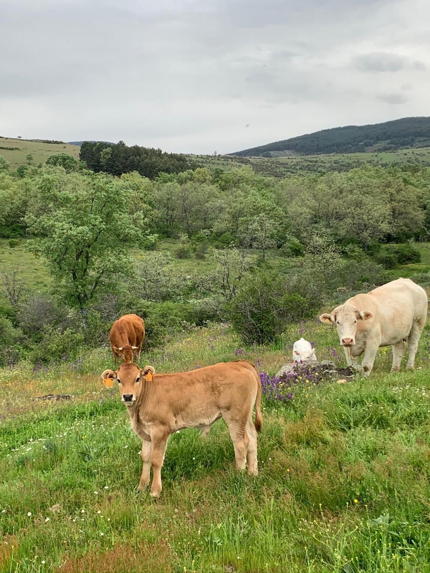 Al Viento, Alojamiento & Turismo Rural Pradena Del Rincon エクステリア 写真